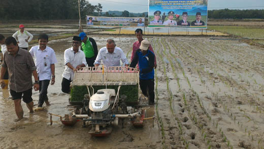 Turun ke Sawah, Gubri Tanam Padi di Desa Binuang Kampar