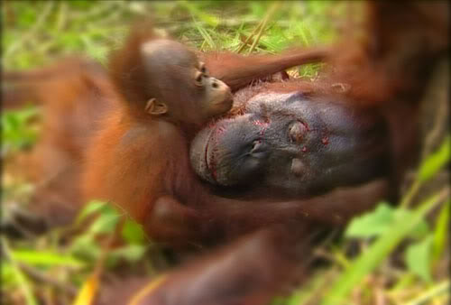 Menteri LHK Selidiki Kasus Pembantaian Orangutan di Kalteng