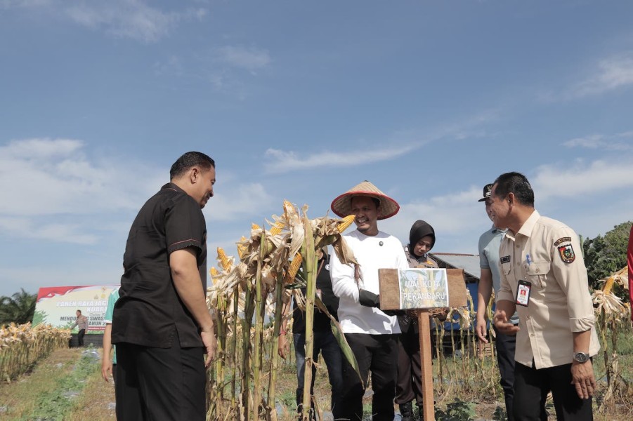 Agung Nugroho Ikuti Panen Raya Jagung Nasional, Pekanbaru Siapkan Lahan Khusus