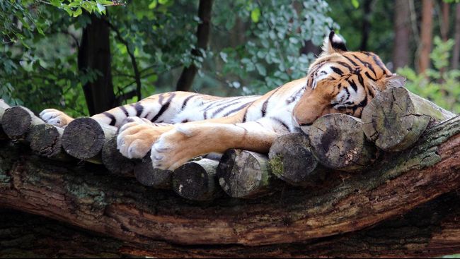 Kisah Nadia, Harimau Pertama yang Jalani Uji Covid-19