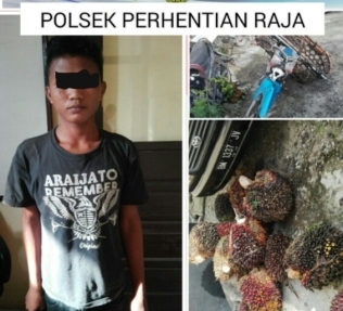 Polisi Kampar Ringkus Ninja Sawit di Perkebunan PTPN V