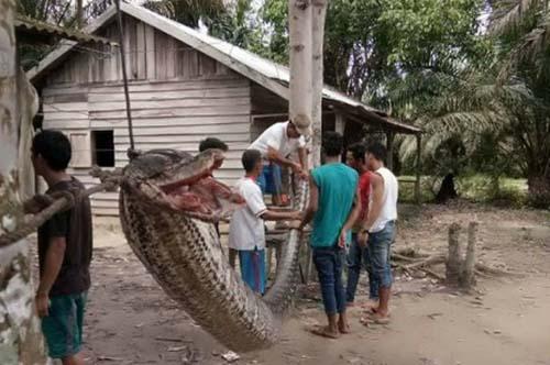 Ngeri, Warga Inhu Tangkap Ular Raksasa Sepanjang 7 Meter, Sekuriti Pingsan Dilarikan ke Rumah Sakit