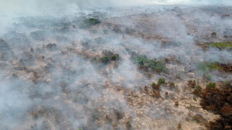 Pelaku Pembakar Lahan di Riau Ditangkap
