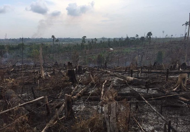 Balai Taman Nasional Tesso Nilo Jelaskan Area Terdampak Karhutla Riau