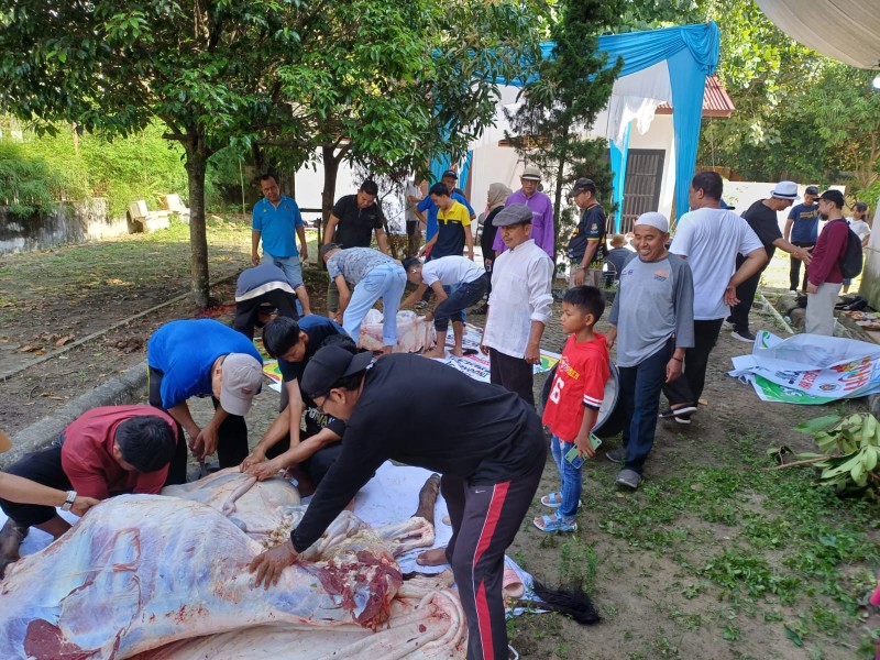 PWI Riau Sembelih 7 Hewan Kurban di Iduladha 1446 H, Tegaskan Semangat Kebersamaan