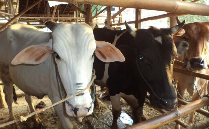 2016, 300 Sapi di Rohul Mati Terkena Virus Jembrana