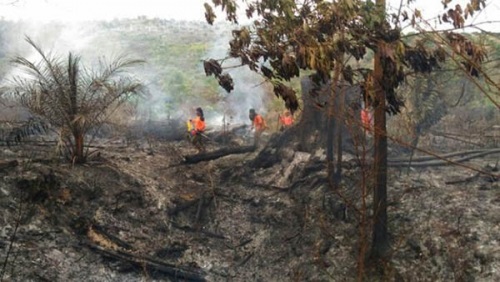 Sudah 731 Ha Lahan Terbakar, Penanganan Karhuta di Riau Tahun 2018 Alami Kemunduran
