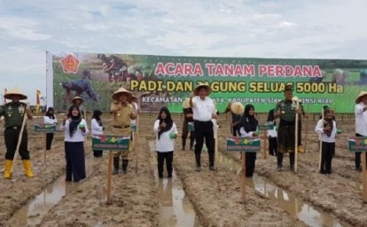 Siak Jadi Lumbung Padi Riau