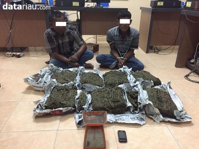 7,2 Kg Daun Ganja Diamankan Polres Langsa dari 2 Tersangka