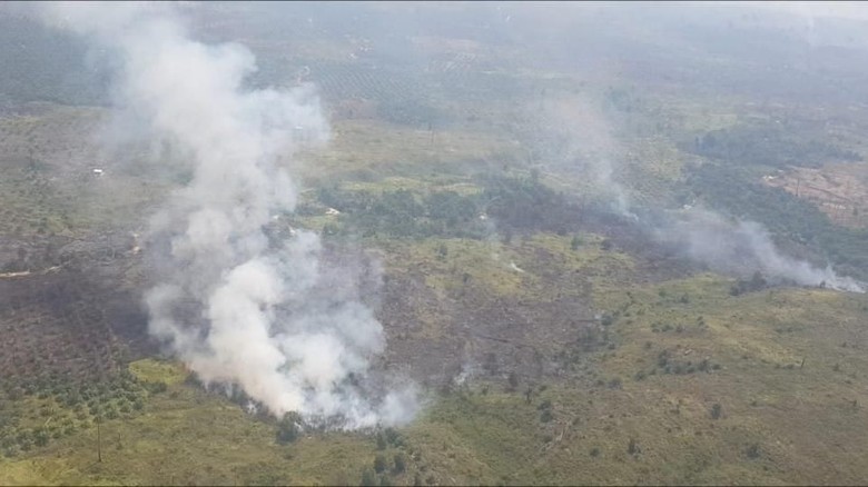 Sudah 3 Hari Taman Nasional Tesso Nilo Riau Terbakar, Api Belum Padam