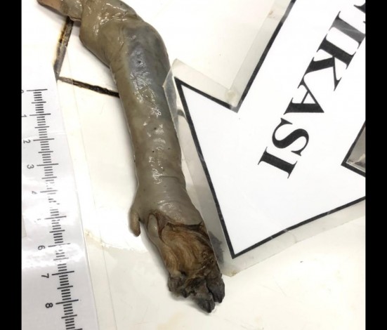 Heboh Penemuan Potongan Mirip Tangan Manusia di Kampar, Ini Penjelasan Polisi