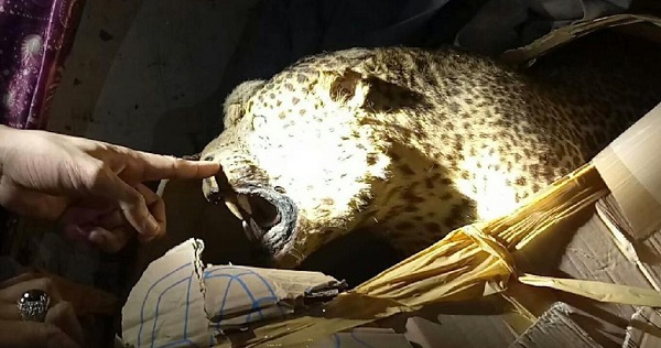 Polisi Gagalkan Pengiriman 3 Satwa Dilindungi yang Sudah Diawetkan