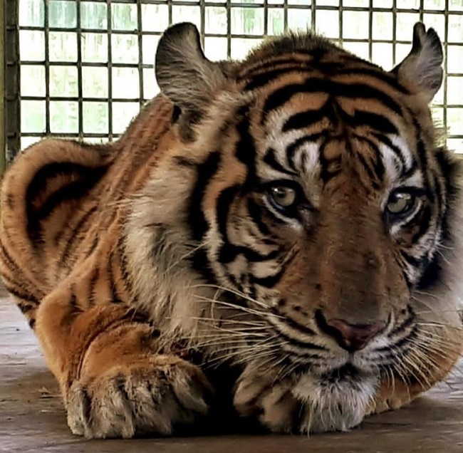 Dibantu Adik Prabowo, Harimau Bonita Dikembalikan ke Habitatnya