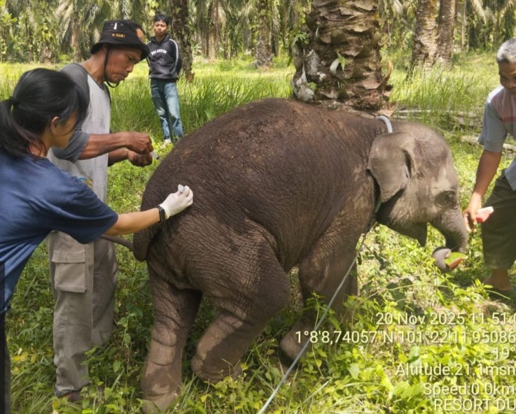 BBKSDA Riau Ungkap Penyebab Kematian Gajah Laila, Terinfeksi Virus EEHV