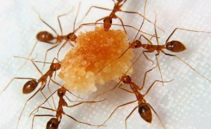 Inilah 5 Bahan Alami Untuk Atasi Semut