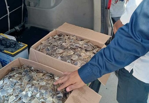 KLHK dan Polri Tangkap 4 Pelaku Perdagangan Sisik Trenggiling di Pekanbaru