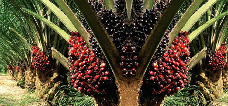 Riau Tempati Peringkat 2 Nasional Harga TBS Sawit Plasma Tertinggi, Ini Daftarnya