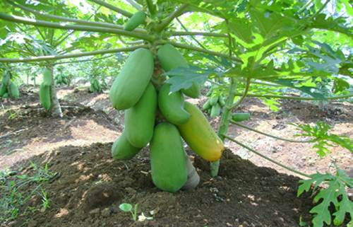 Manfaat Pepaya Bagi Kesehatan dan Mencegah Obesitas