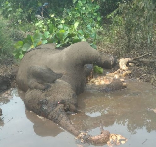 Gajah Dita Ditemukan Membusuk dalam Kubangan di Bengkalis