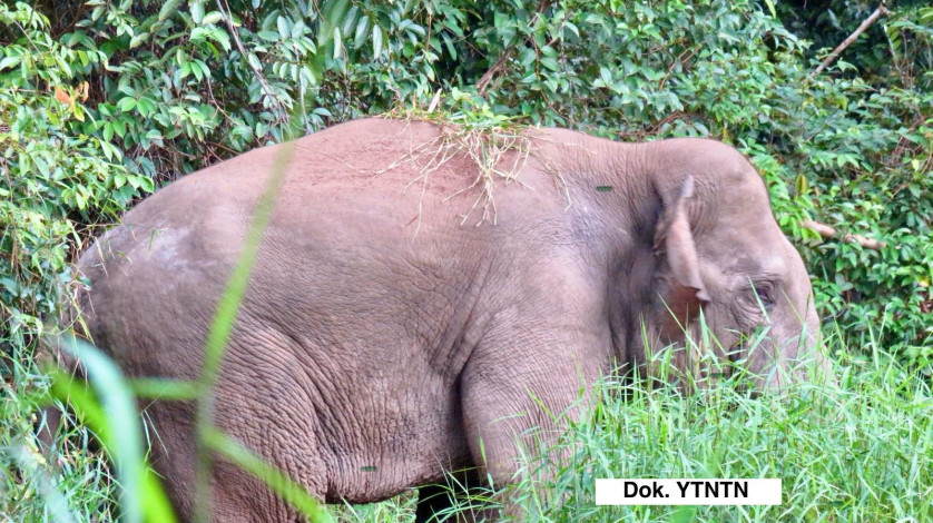 Tesso Nilo Terus Tergerus, FKGI Desak Aksi Kolektif Selamatkan Gajah Sumatera