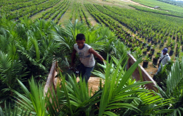 Padi Berganti Sawit, Riau Kekurangan 415.000 Ton Beras Per Tahun