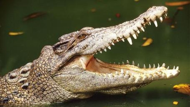 Warga Aceh yang Hilang Usai Diterkam Buaya Ditemukan Meninggal