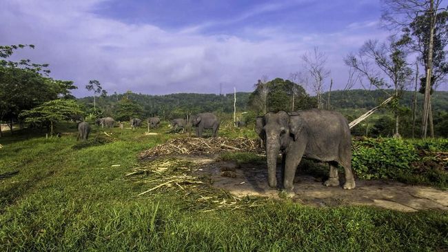 11 Ekor Gajah Liar Dekati Permukiman Warga di Riau