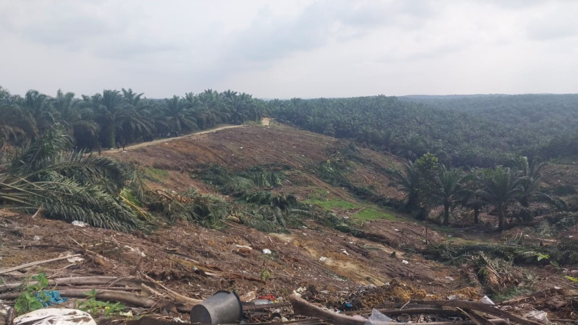 Taman Nasional Tesso Nilo Terus Tergerus, Harimau Sumatera Kini Hanya Tersisa Tiga