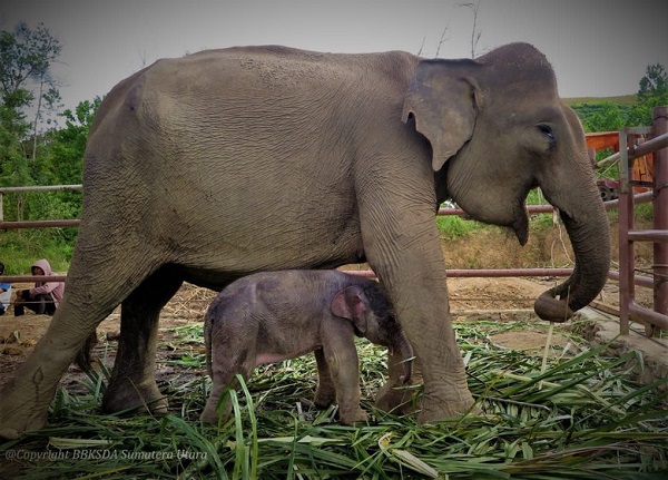 BBKSDA Riau dan 7 Perusahaan Sepakati Peningkatan Konservasi Gajah