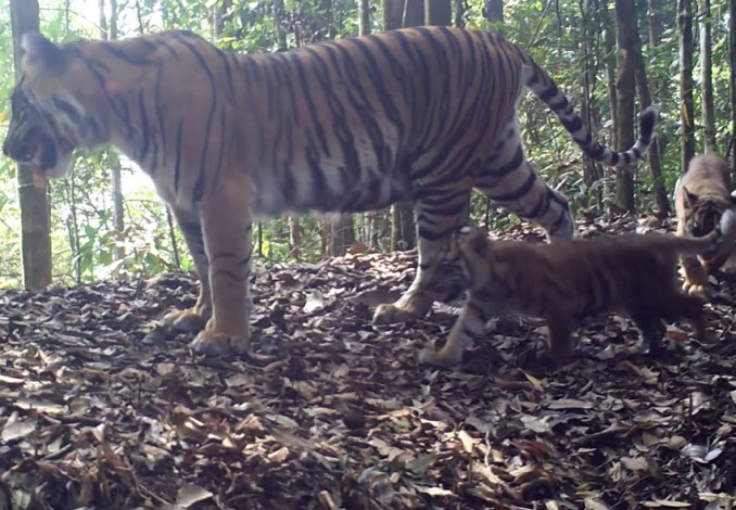 Terpantau Kamera, Keluarga Harimau Sumatra Berkembang Biak dengan Baik