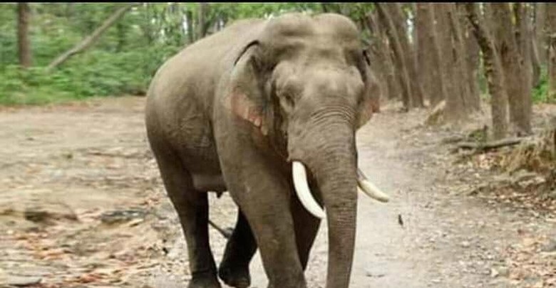 Imbas Karhutla, Gajah Liar Jantan Keluar dari Taman Nasional di Riau