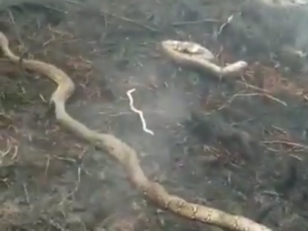 Ular-ular Ditemukan Mati Akibat Kebakaran Hutan di Kalimantan