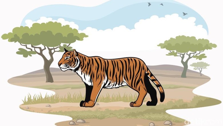 Warga Inhil Riau Tewas Diterkam Harimau, Organ Tubuhnya Disantap