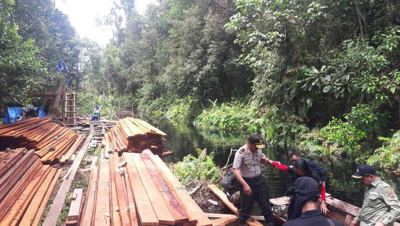 Polda Riau Tangkap Cukong Kayu Cagar Biosfer