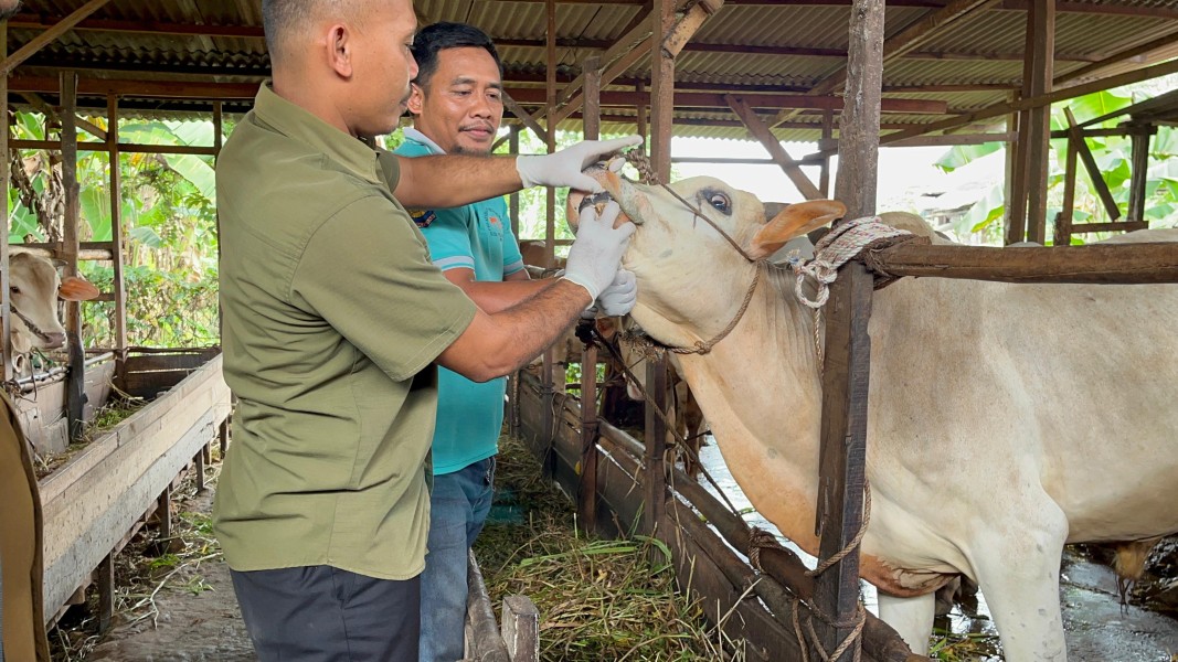 Distankan Pekanbaru: Permintaan Kurban 2025 Diprediksi Naik Dibanding Tahun Lalu