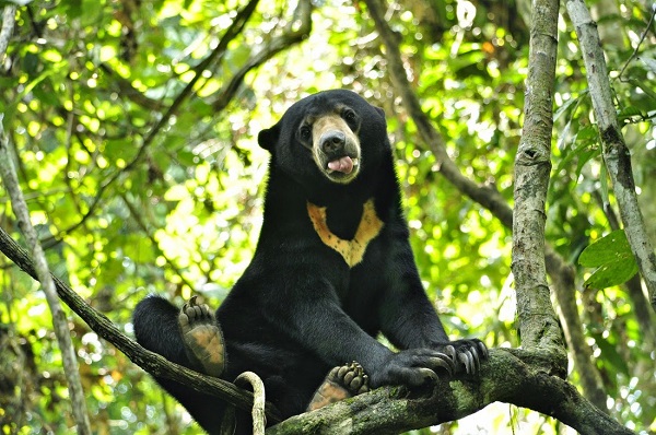 Satu Hari Terperangkap di Belakang Rumah Warga Batangtuaka Riau, Seekor Beruang Madu Berhasil Disela