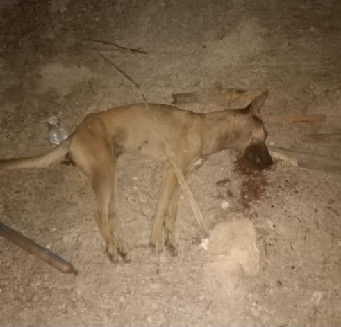 Anjing Gigit 9 Warga Pekanbaru, Dinas PKH Riau Lakukan Pemeriksaan Rabies