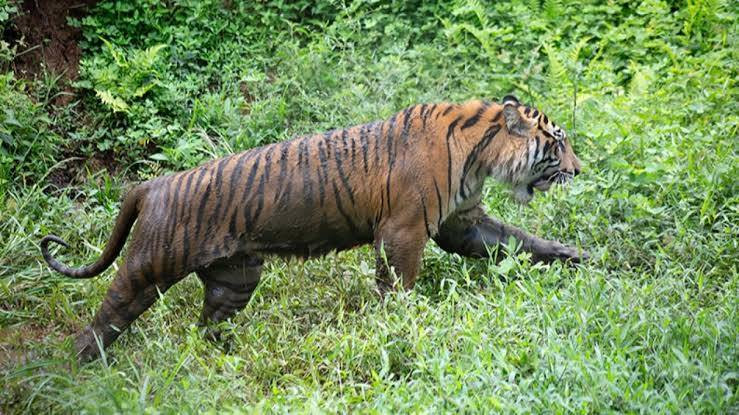 Tragis, Pekerja Diterkam Harimau Saat Buang Air di Kawasan Hutan Pelalawan
