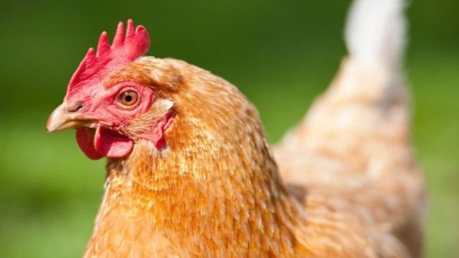 Perusahaan yang memproduksi chicken nuggets tanpa menyembelih ayam