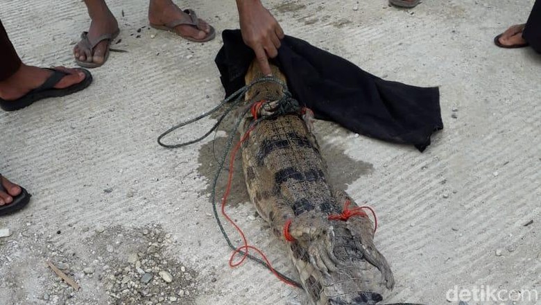 3 Hari Masuk ke Kolam Ikan Warga di Kampar, Buaya Senyulong Dievakuasi