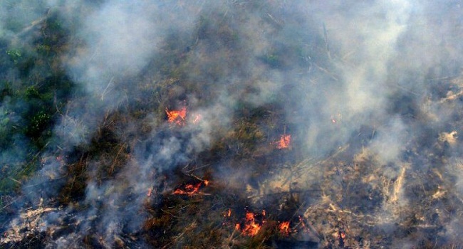 Istana Minta Kapolri Evaluasi SP3 16 Perusahaan Pembakar Hutan di Riau