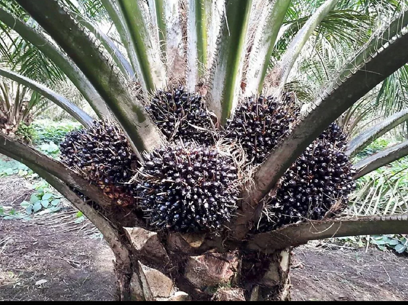 Pemprov Riau Targetkan 11.600 Hektare PSR 2026, Petani Dapat Bantuan Rp60 Juta per Hektare