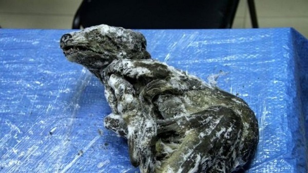 Bangkai Anjing Berusia 18.000 Tahun Ditemukan di Rusia dalam Kondisi Utuh