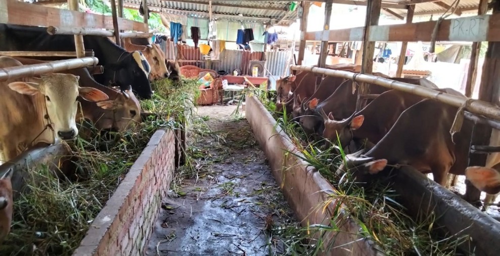 Rayakan Iduladha 1446 H, PWI Riau Sembelih 7 Hewan Kurban untuk Masyarakat dan Anggota