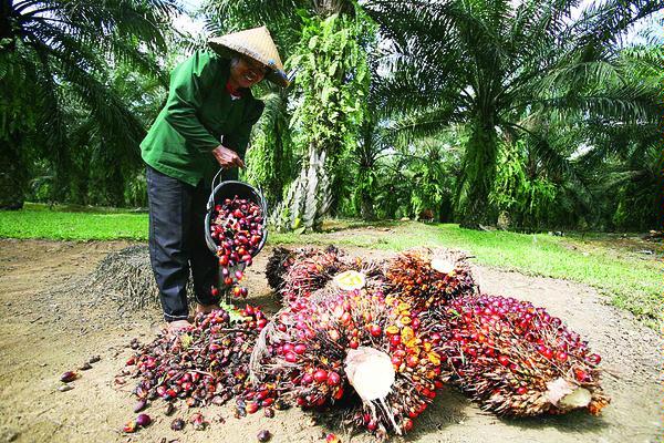 Harga Sawit di Riau Naik Rp 35,08/Kg
