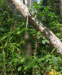 Penemuan Mayat Tinggal Tulang Belulang di Kebun Karet Bengkalis, Warga Heboh