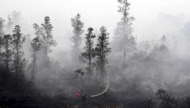 Soal Restorasi Wilayah Kubah Gambut, San Afri Awang Sebut RAPP dan APP