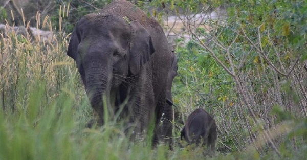 Hindari Konflik dengan Manusia, Gajah Liar di Riau Akan Dipasang GPS