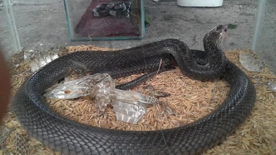 Teror Kobra di Jateng, Susupi Warung Mi Klaten-Rumah di Gunungkidul