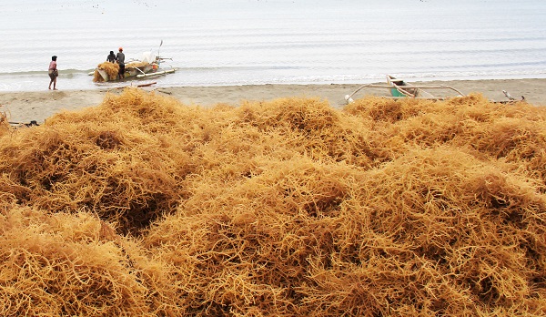Pelaku Industri Pengolahan Rumput Laut Masih Minim